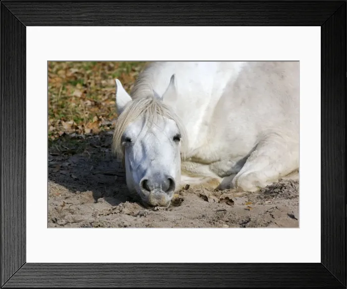 Framed Print : Working Horse - lying down sleeping - Okskii Wildlife Reserve - near Ryazan - central Russia - autumn - September Ok39. 1532 Framed Print : Working Horse - lying down sleeping - Okskii Wildlife Reserve - near Ryazan - central Russia - autumn - September Ok39. 1532