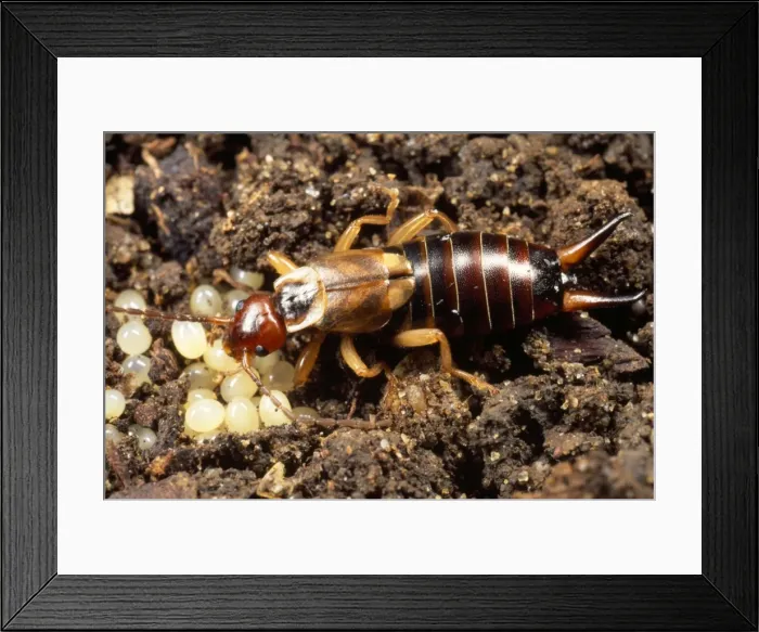 Framed Print : Earwig - tending to her eggs - UK Framed Print : Earwig - tending to her eggs - UK