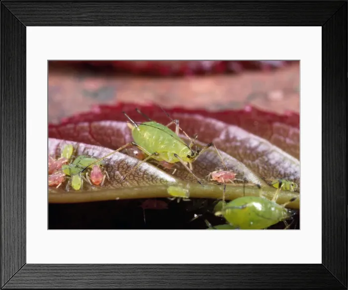 Framed Print : Rose Aphid - female & young - UK Framed Print : Rose Aphid - female & young - UK