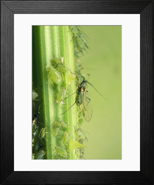 Framed Print : Greenfly Aphids - on plant stem - UK Framed Print : Greenfly Aphids - on plant stem - UK