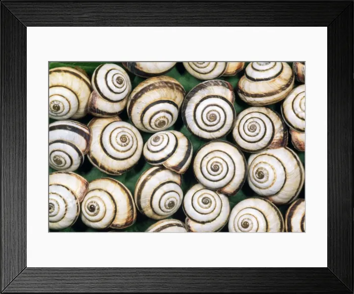 Framed Print : Chalk Grassland Snails - UK Framed Print : Chalk Grassland Snails - UK