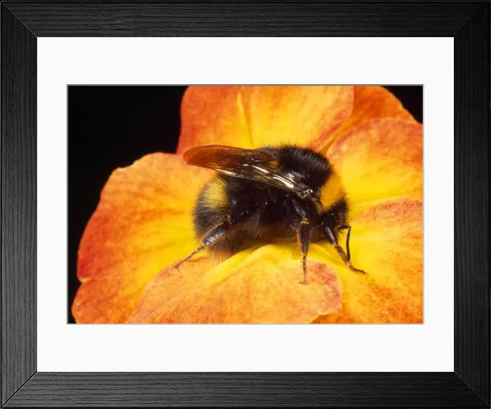 Framed Print : Bumblebee - on Primula flower - UK Framed Print : Bumblebee - on Primula flower - UK