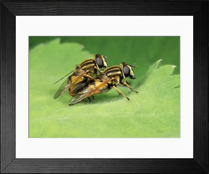 Framed Print : Hoverflies - mating - UK Framed Print : Hoverflies - mating - UK