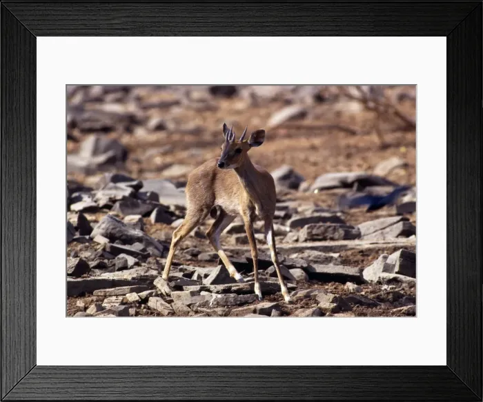 Framed Print : Four-horned Antelope / Chousingha - male - Madhya Pradesh - India Framed Print : Four-horned Antelope / Chousingha - male - Madhya Pradesh - India