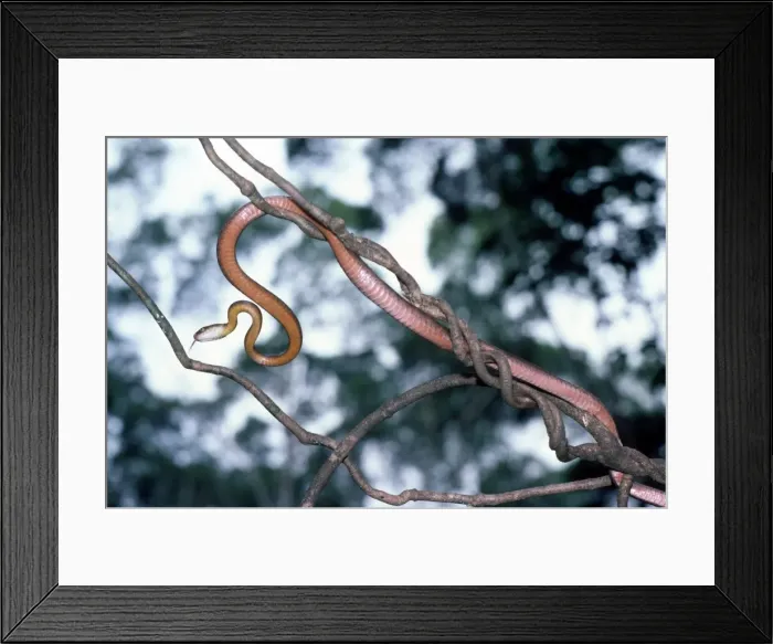 Framed Print : Brown Tree Snake - on branch - tropical Australia Framed Print : Brown Tree Snake - on branch - tropical Australia