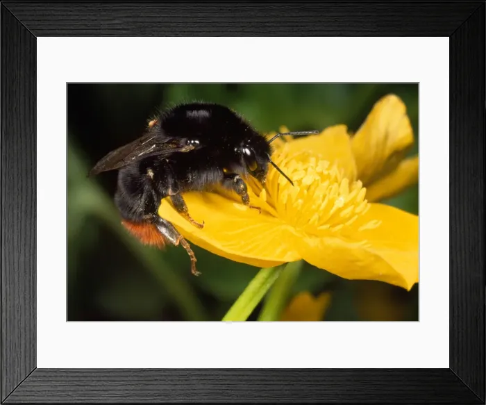 Framed Print : Common Bumblebee - feeding in flower - UK Framed Print : Common Bumblebee - feeding in flower - UK