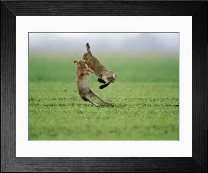 Framed Print : European Brown Hare - two boxing Framed Print : European Brown Hare - two boxing