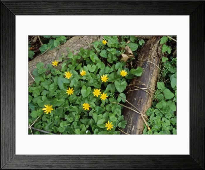 Framed Print : Celandine - on woodland floor - UK Framed Print : Celandine - on woodland floor - UK