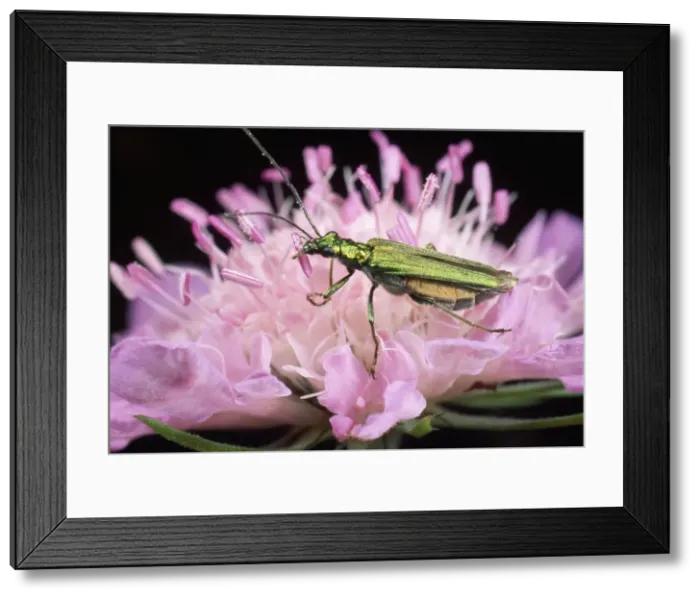 Framed Print : Pollen Beetle - eating pollen - UK Framed Print : Pollen Beetle - eating pollen - UK