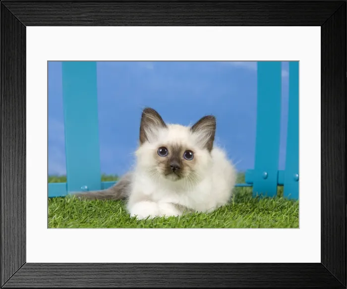 Framed Print : Cat - Birman kitten Framed Print : Cat - Birman kitten