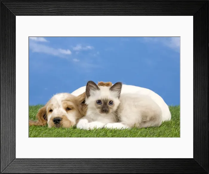 Framed Print : Dog - Cocker Spaniel with Cat - Birman kitten Framed Print : Dog - Cocker Spaniel with Cat - Birman kitten
