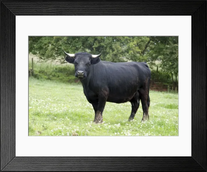 Framed Print : Dexter Cow, pedigree rare breed Framed Print : Dexter Cow, pedigree rare breed