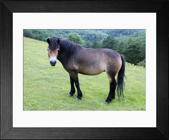 Framed Print : Exmnoor Pony conservation grazing in the Mendips Framed Print : Exmnoor Pony conservation grazing in the Mendips