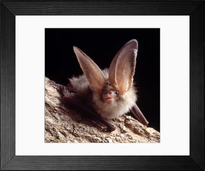 Framed Print : Long-eared Bat Framed Print : Long-eared Bat