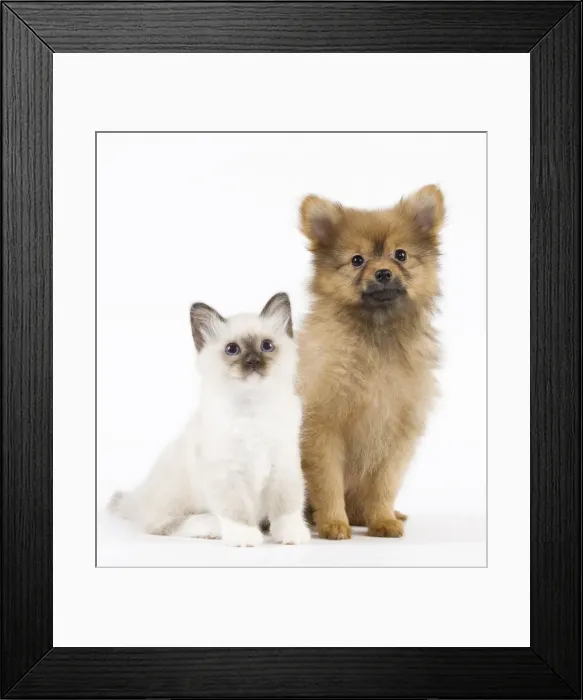 Framed Print : Dog - Spitz Nain with Cat - Birman kitten Framed Print : Dog - Spitz Nain with Cat - Birman kitten