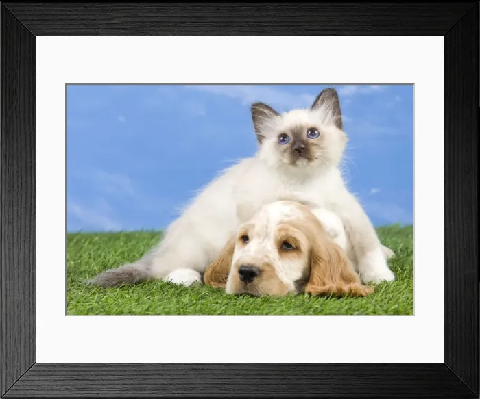 Framed Print : Dog - Cocker Spaniel with Cat - Birman kitten Framed Print : Dog - Cocker Spaniel with Cat - Birman kitten