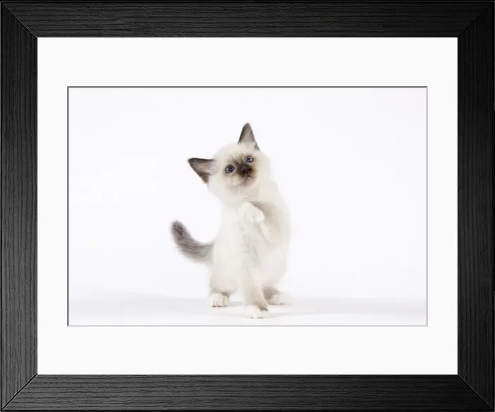 Framed Print : Cat - Birman kitten Framed Print : Cat - Birman kitten