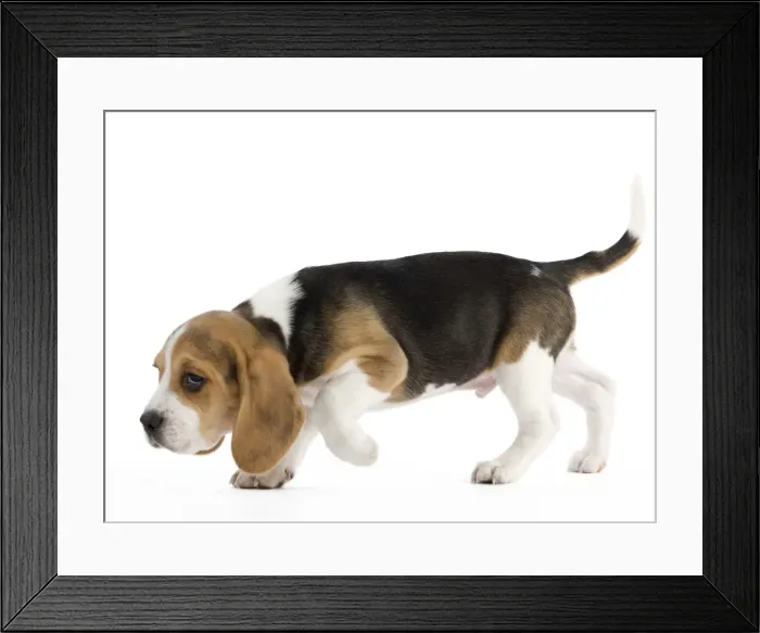 Framed Print : Dog - Beagle puppy Framed Print : Dog - Beagle puppy