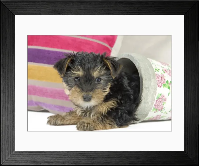 Framed Print : Dog - Yorkshire Terrier puppy - in flowerpot Framed Print : Dog - Yorkshire Terrier puppy - in flowerpot