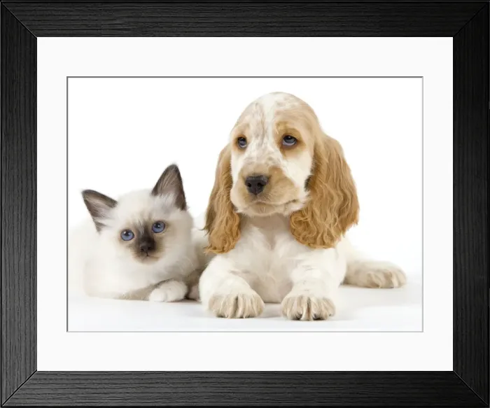 Framed Print : Dog - Cocker Spaniel with Cat - Birman kitten Framed Print : Dog - Cocker Spaniel with Cat - Birman kitten