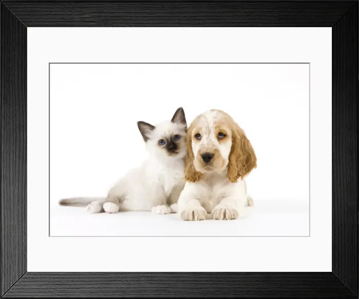 Framed Print : Dog - Cocker Spaniel with Cat - Birman kitten Framed Print : Dog - Cocker Spaniel with Cat - Birman kitten