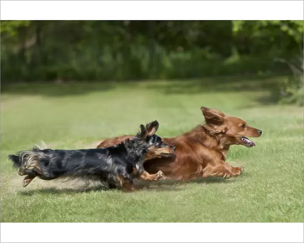 DOG - Miniature long haired dachshunds running in garden