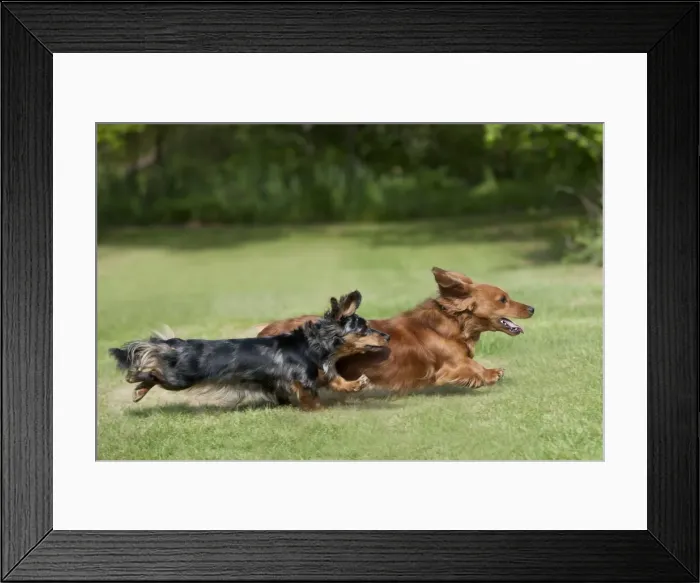 Framed Print : DOG - Miniature long haired dachshunds running in garden Framed Print : DOG - Miniature long haired dachshunds running in garden