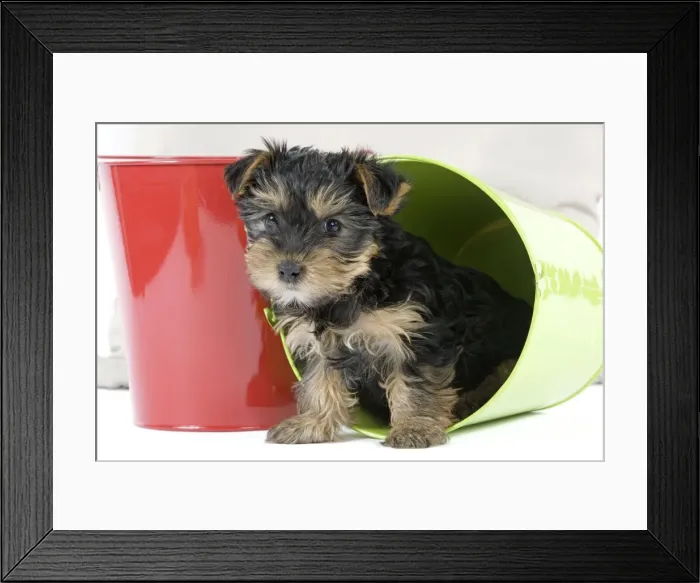 Framed Print : Dog - Yorkshire Terrier puppy - in flowerpot Framed Print : Dog - Yorkshire Terrier puppy - in flowerpot