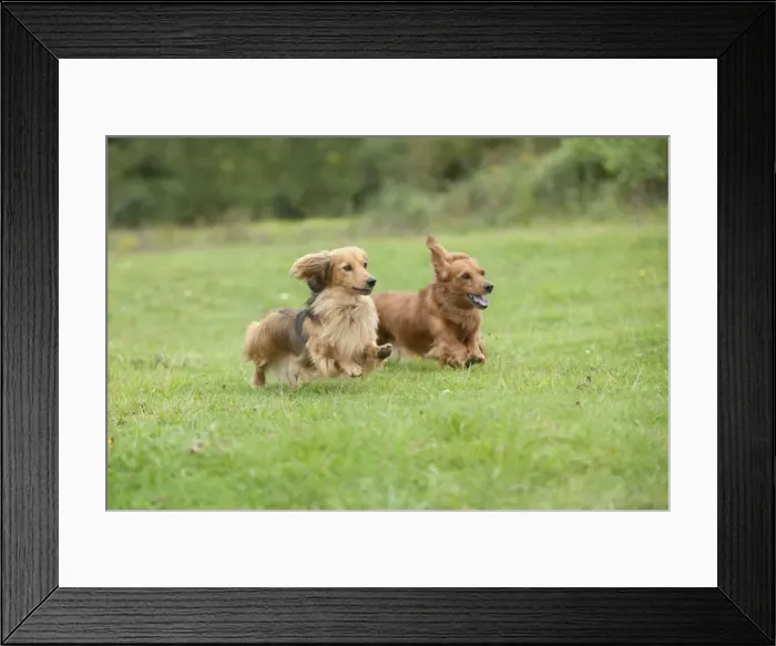 Framed Print : DOG - Miniature long haired dachshunds running through field Framed Print : DOG - Miniature long haired dachshunds running through field