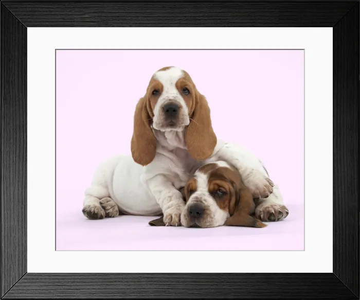Framed Print : Dog - Basset Hound - two puppies lying down together Manipulation: background colour changed Framed Print : Dog - Basset Hound - two puppies lying down together Manipulation: background colour changed