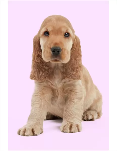 Dog - English Cocker Spaniel - 10 week old puppy Manipulation: background colour changed