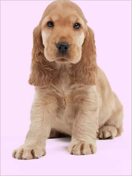 Dog - English Cocker Spaniel - 10 week old puppy Manipulation: background colour changed