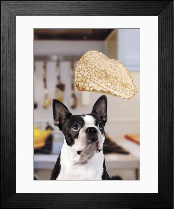 Framed Print : Boston Terrier Dog - with pancake being flipped