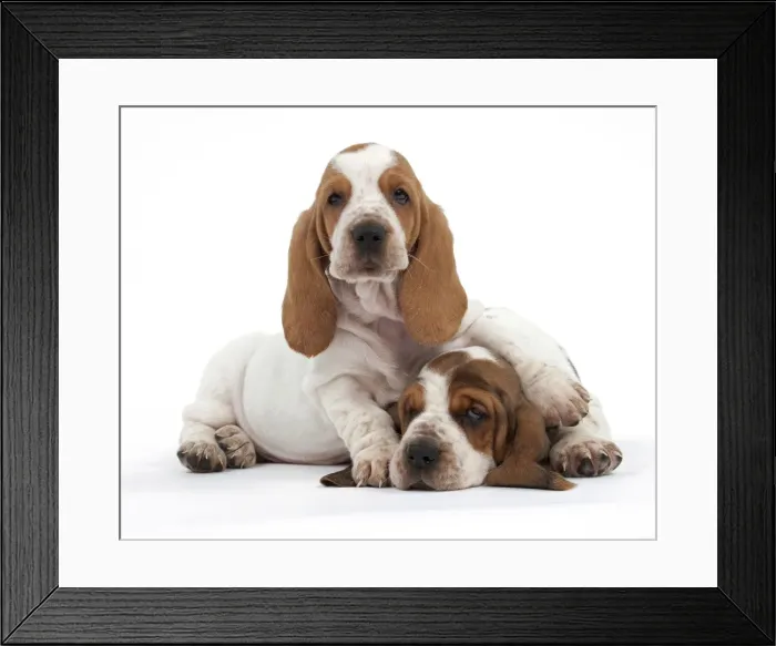 Framed Print : Dog - Basset Hound - two puppies lying down together Framed Print : Dog - Basset Hound - two puppies lying down together