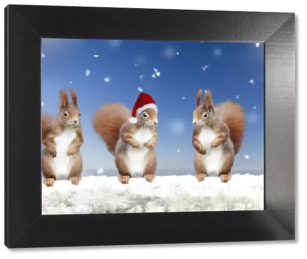 Red Squirrels - 3 standing in snowy Christmas scene - wearing Santa hat Manipulated Image: Squirrel replicated. Hat and snow added etc