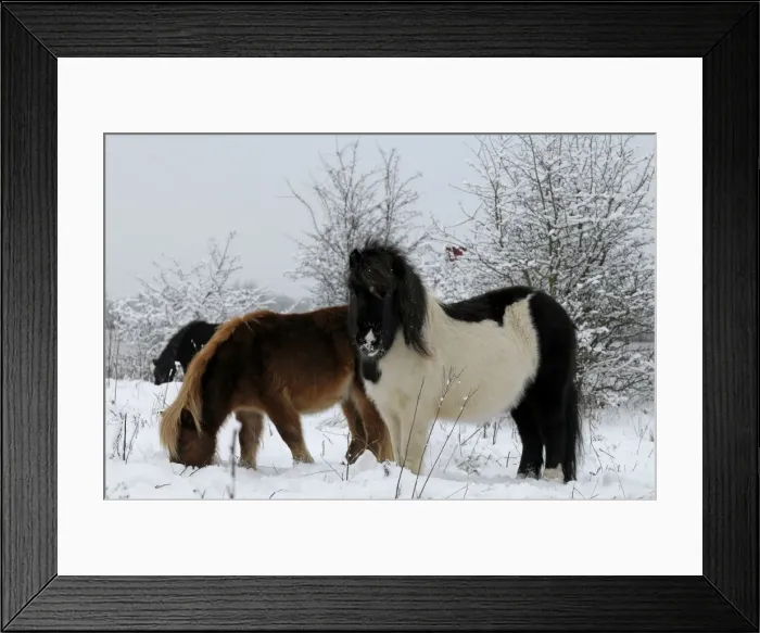 Framed Print : Shetland Pony - in the snow - The Netherlands, Overijssel, Wijhe / Olst, Duursche Waarden, Fortmond Framed Print : Shetland Pony - in the snow - The Netherlands, Overijssel, Wijhe / Olst, Duursche Waarden, Fortmond