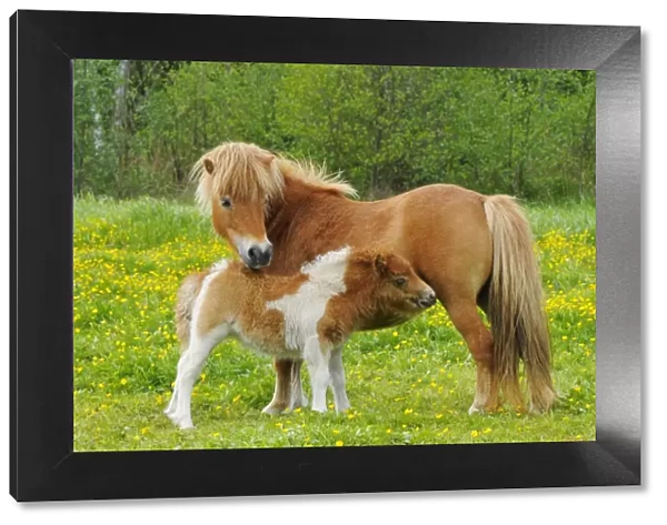 Shetland Pony - mother with young in spring meadow - Twente - Overijssel - The Netherlands