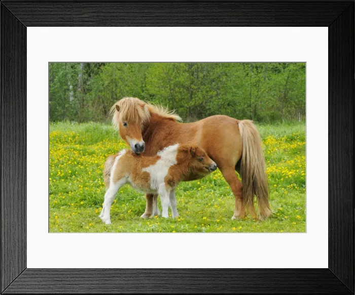Framed Print : Shetland Pony - mother with young in spring meadow - Twente - Overijssel - The Netherlands Framed Print : Shetland Pony - mother with young in spring meadow - Twente - Overijssel - The Netherlands