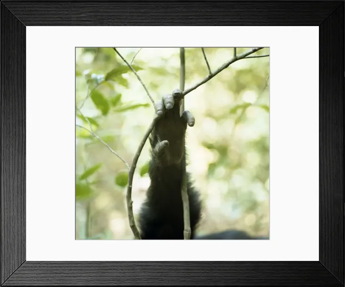 Framed Print : Chimpanzee - the hand of Goblin ex-alpha male 29 years old Framed Print : Chimpanzee - the hand of Goblin ex-alpha male 29 years old