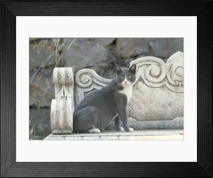 Framed Print : Grey Cat - in Italy Framed Print : Grey Cat - in Italy
