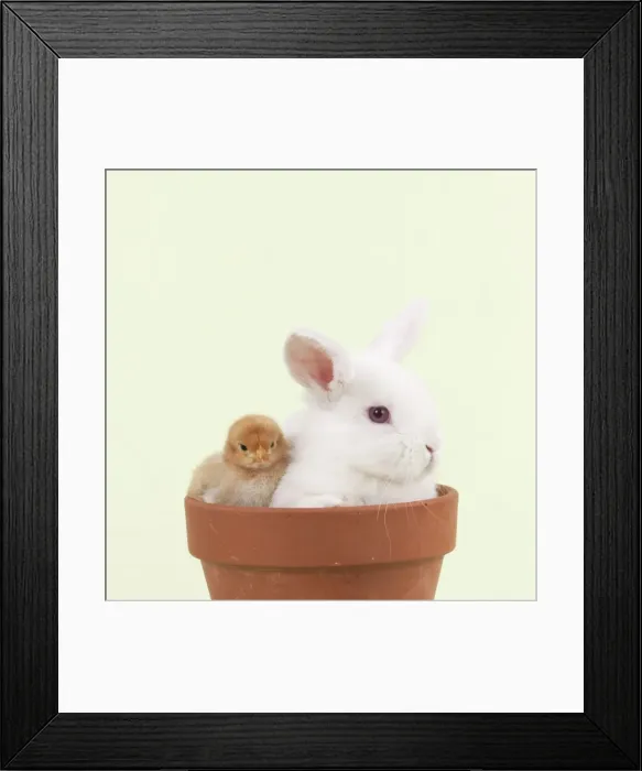 Framed Print : RABBIT & CHICK - Mini Ivory Satin Rabbit sitting in flower pot with chicks Framed Print : RABBIT & CHICK - Mini Ivory Satin Rabbit sitting in flower pot with chicks