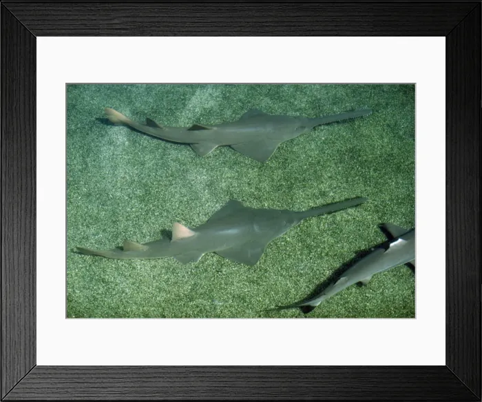 Framed Print : Small-toothed Sawfish Framed Print : Small-toothed Sawfish