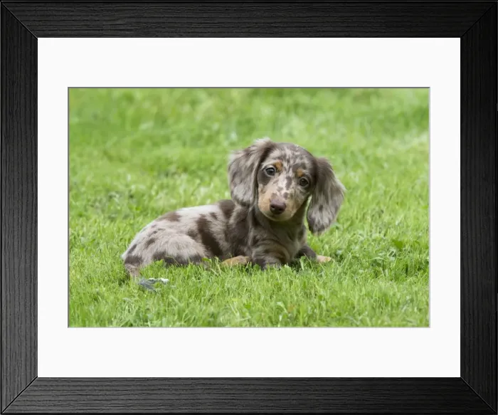 Framed Print : DOG - Miniature Short Haired Dachshund - puppy sitting in garden (7 weeks) Framed Print : DOG - Miniature Short Haired Dachshund - puppy sitting in garden (7 weeks)