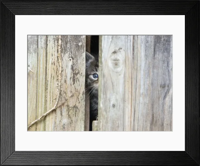 Framed Print : Domestic Cat - baby kitten peering through garden shed door - Lower Saxony - Germany Framed Print : Domestic Cat - baby kitten peering through garden shed door - Lower Saxony - Germany