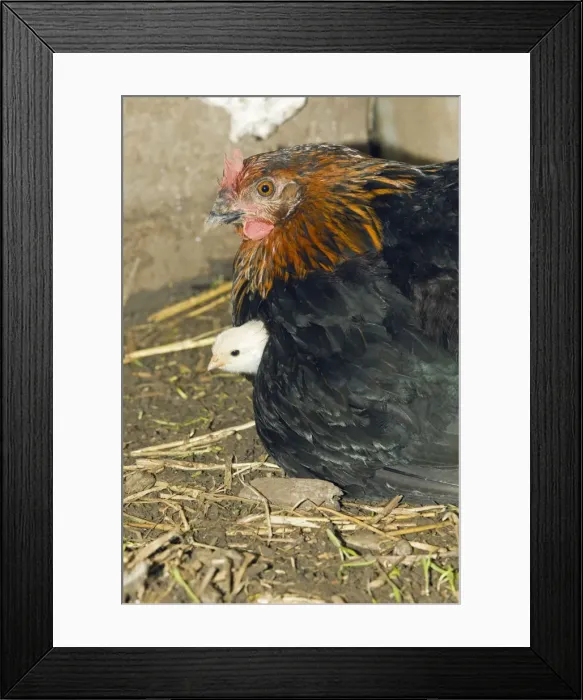 Framed Print : Domestic Hen - brooding chick under feathers - in hen shed - Lower Saxony - Germany Framed Print : Domestic Hen - brooding chick under feathers - in hen shed - Lower Saxony - Germany