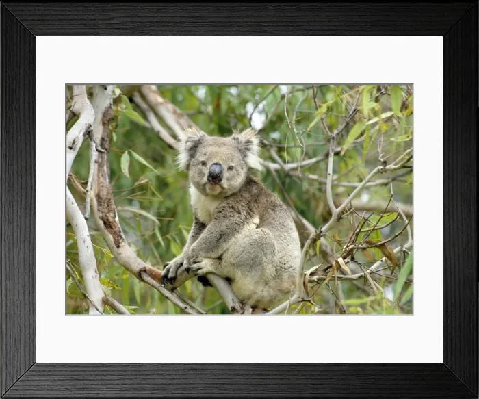 Framed Print : Koala - Australia Framed Print : Koala - Australia