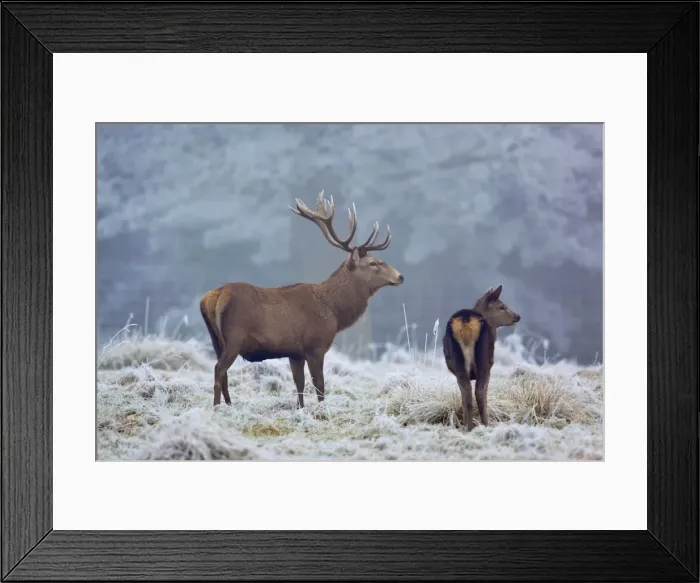 Framed Print : Red Deer - in winter frost - UK Framed Print : Red Deer - in winter frost - UK