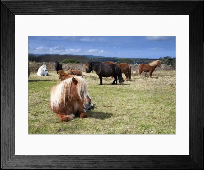 Framed Print : Shetland Ponies - Godolphin, Cornwall, UK Framed Print : Shetland Ponies - Godolphin, Cornwall, UK