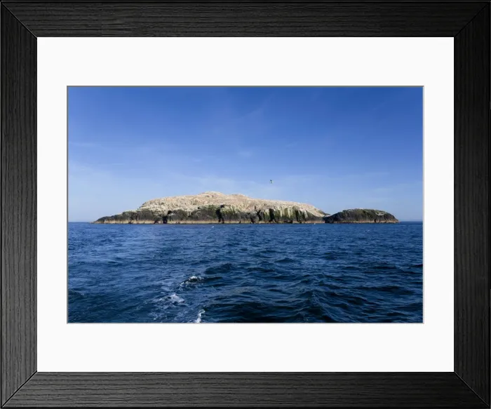 Framed Print : Gannets - in flight and on rocks - Grassholm, Wales, UK Framed Print : Gannets - in flight and on rocks - Grassholm, Wales, UK