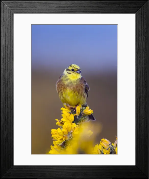 Framed Print : Yellowhammer - male on Gorse - UK Framed Print : Yellowhammer - male on Gorse - UK